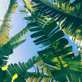 iPhone tropical wallpaper