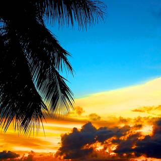 iPhone tropical wallpaper