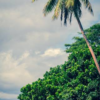 iPhone tropical wallpaper