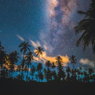 iPhone tropical wallpaper