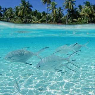 iPhone tropical wallpaper