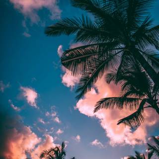 iPhone tropical wallpaper