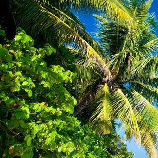 iPhone tropical wallpaper