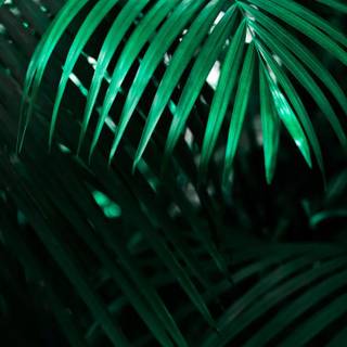 iPhone tropical wallpaper
