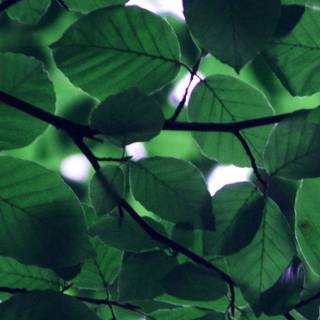 Light green iPhone wallpaper