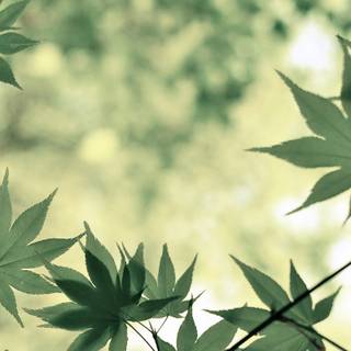 Light green iPhone wallpaper