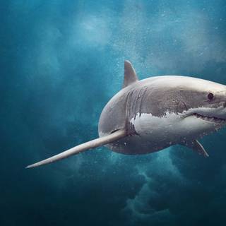 Ocean predators wallpaper