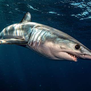 Ocean predators wallpaper