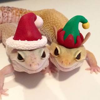 Christmas gecko wallpaper