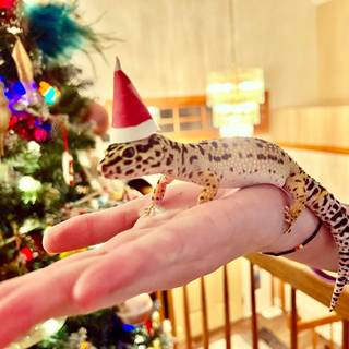 Christmas gecko wallpaper