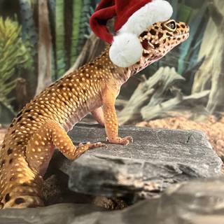 Christmas gecko wallpaper