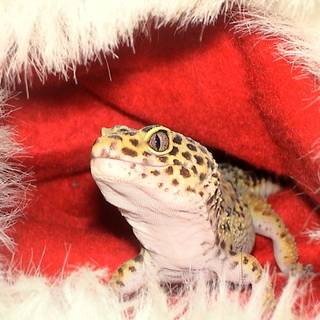 Christmas gecko wallpaper