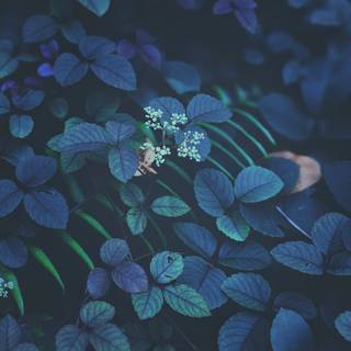 Green purple and blue aesthetic wallpaper