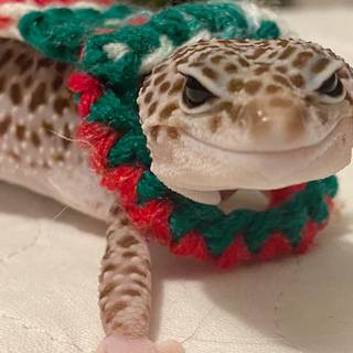 Christmas gecko wallpaper