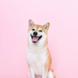 Shiba Inu 4k wallpaper
