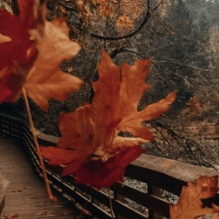 Random autumn wallpaper