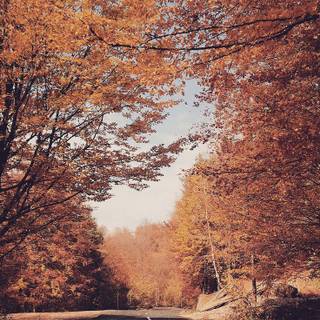 Random autumn wallpaper