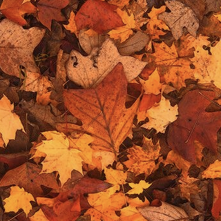 Random autumn wallpaper