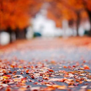 Random autumn wallpaper