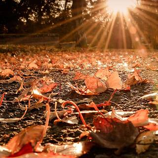 iPhone autumn sunset wallpaper