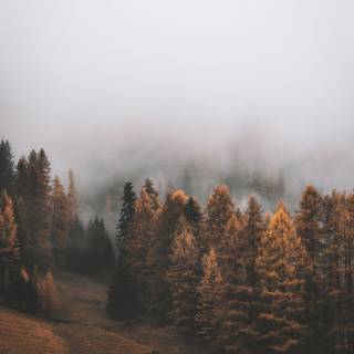 Random autumn wallpaper