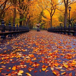 Cute autumn laptop wallpaper