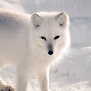 Fox winter phone wallpaper