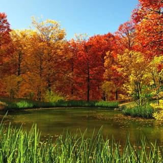 Random autumn wallpaper