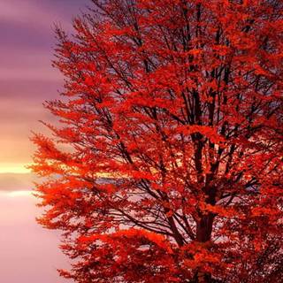 iPhone autumn sunset wallpaper