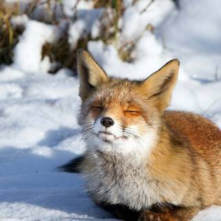 Winter fox laptop wallpaper