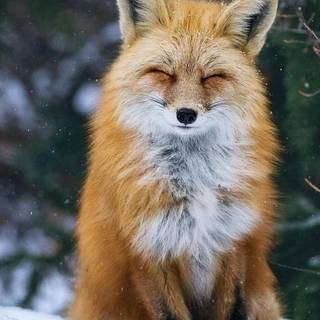 Fox winter phone wallpaper