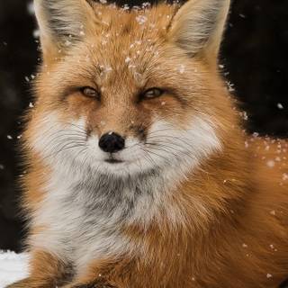 Fox winter phone wallpaper