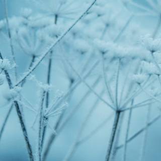 Pastel winter iPad wallpaper