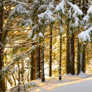 3840x1080 winter scene wallpaper