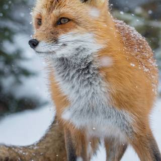Fox winter phone wallpaper