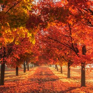 Random autumn wallpaper