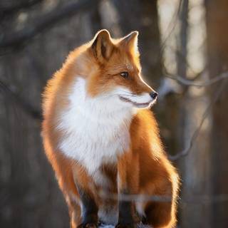 Fox winter phone wallpaper