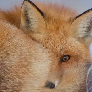 Fox winter phone wallpaper