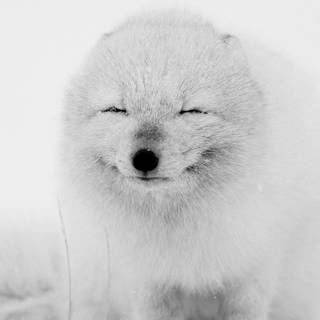 Fox winter phone wallpaper