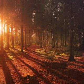 iPhone autumn sunset wallpaper