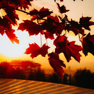 iPhone autumn sunset wallpaper