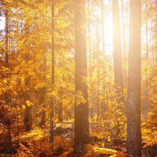 iPhone autumn sunset wallpaper