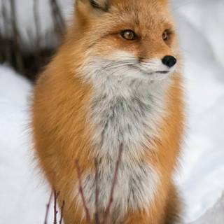 Fox winter phone wallpaper