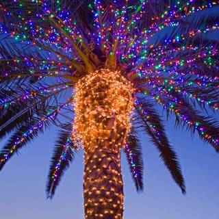 Palm tree Christmas wallpaper