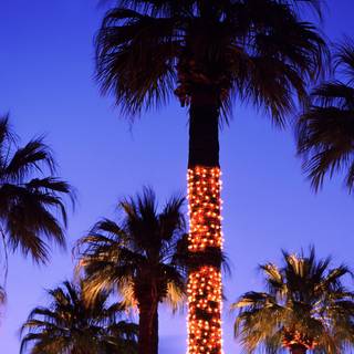 Palm tree Christmas wallpaper