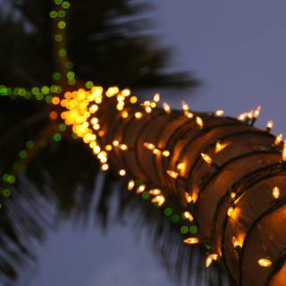 Palm tree Christmas wallpaper