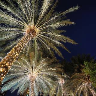Palm tree Christmas wallpaper