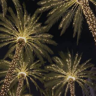 Palm tree Christmas wallpaper