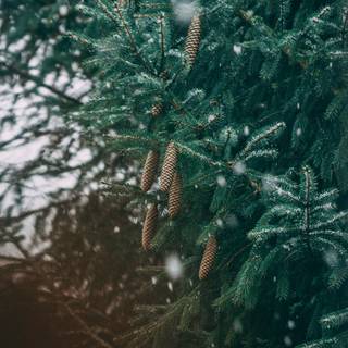 Christmas iPhone XR wallpaper