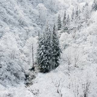 Winter forest Macbook wallpaper